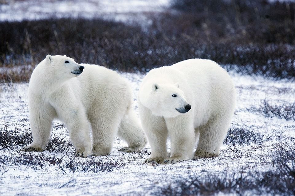 El pelaje blanco de los osos polares sirve como camuflaje y refleja la luz solar de su piel negra. (Foto: Pixabay)