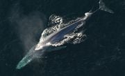 Las ballenas azulas miden en promedio 30 metros de largo, tiene el mayor porcentaje de grasa corporal entre especies marinas y terrestres. Los expertos dicen que su lengua tiene el peso de un elefante maduro, algo así como 6 toneladas, mientras que su cuerpo tiene un peso promedio de 200 toneladas. Foto: Pixabay