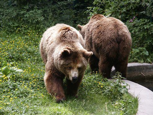 Aunque son considerados obesos, los osos pardos utilizan su peso y grasa corporal, oscilante en los 300 kilos, para poder sobrevivir en invierno. Foto: Pixabay