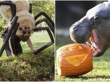 Zoos And Botanical Gardens In The United States Are Gearing Up For Halloween With Their Best Decorations