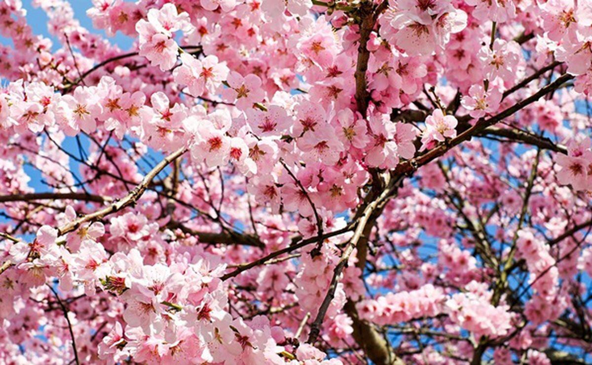 Flores cerca de mi: Estos son los mejores lugares para ver cerezos en flor  en nueva york – Telemundo New York (47)