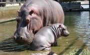 Los hipopótamos tienen un peso promedio de tres toneladas. Según National Geographic, estos animales obtienen su plomo de los casi 70 kilos de hierva que comen en una noche. Foto: Pixabay 
