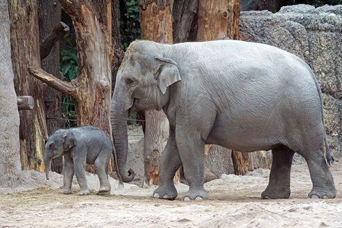 Elefantes asiáticos. National Geographic indica que esta especie pesa menos de 6 toneladas, viven hasta 60 años en libertad, pesan cerca de 90 kilos al nacer. Foto: Pixabay 