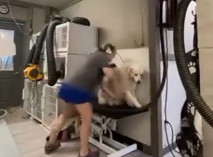 Graban brutal maltrato animal en estética de Carolina del Norte: arrestan a la responsable. Foto: Captura / FB Summer Hilton