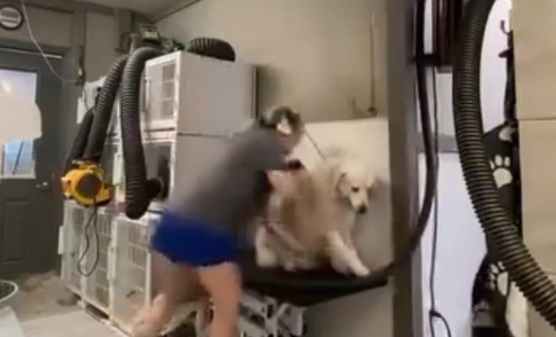 Graban brutal maltrato animal en estética de Carolina del Norte: arrestan a la responsable. Foto: Captura / FB Summer Hilton