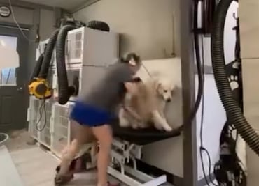 Graban brutal maltrato animal en estética de Carolina del Norte: arrestan a la trabajadora
