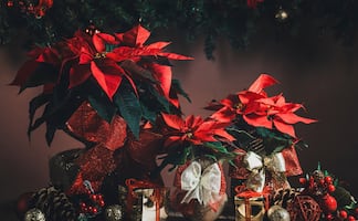 Día de la Flor de Nochebuena. ¿Cuándo es y por qué México lo celebra?