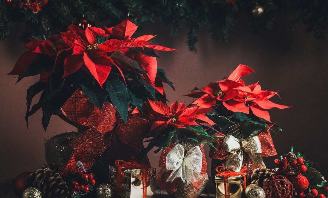 Día de la Flor de Nochebuena. ¿Cuándo es y por qué México lo celebra? Foto: Canva