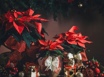 Día de la Flor de Nochebuena. ¿Cuándo es y por qué México lo celebra?