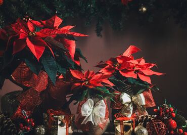 Día de la Flor de Nochebuena. ¿Cuándo es y por qué México lo celebra?