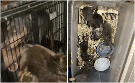 Rescatan a casi 150 perros de “fábrica de cachorros” en California 