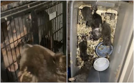 Rescatan a casi 150 perros de “fábrica de cachorros” en California