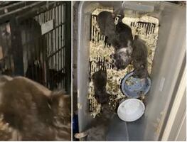 Rescatan a casi 150 perros de “fábrica de cachorros” en California