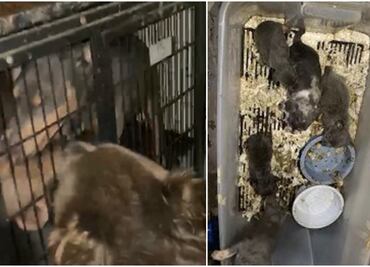 Rescatan a casi 150 perros de “fábrica de cachorros” en California