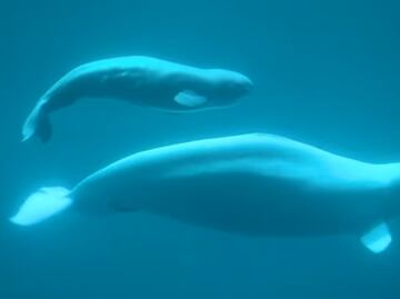 Video. Bebé beluga aprende a nadar junto a su madre en acuario de Chicago