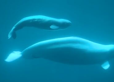 Video. Bebé beluga aprende a nadar junto a su madre en acuario de Chicago