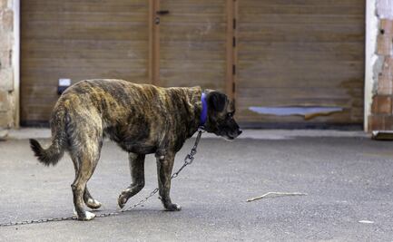 Arrestan a supuesta rescatista de animales por maltratar y tener perros muertos en el congelador