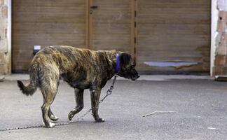 Arrestan a supuesta rescatista de animales por maltratar y tener perros muertos en el congelador