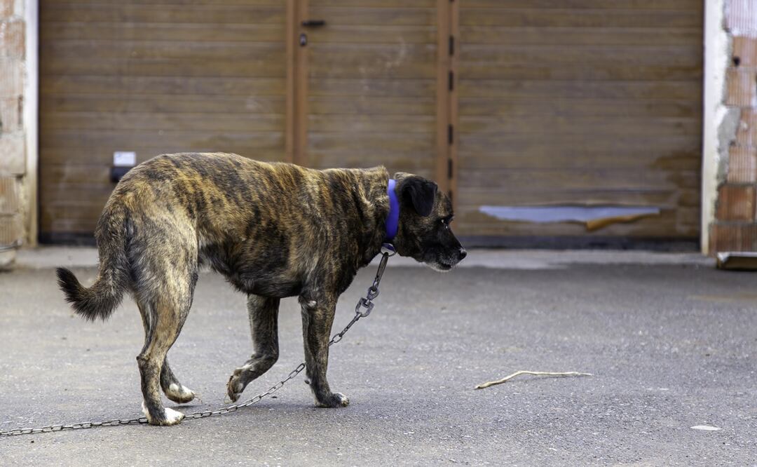 Perros rescatados en Arizona. Foto: iStock-fotocelia