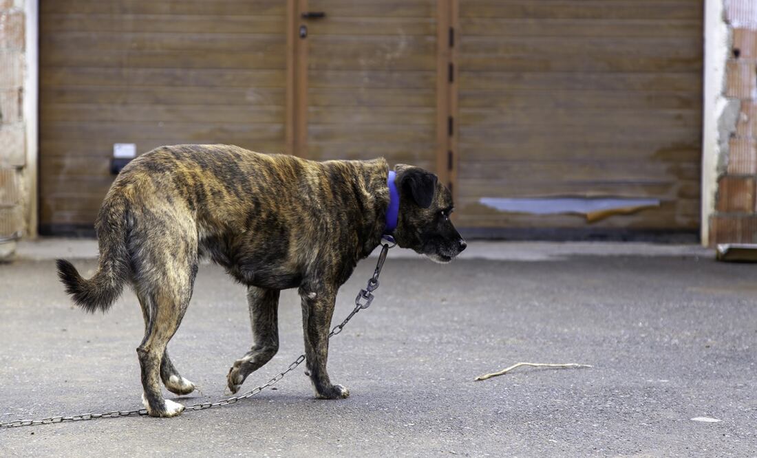 Perros rescatados en Arizona. Foto:  iStock-fotocelia