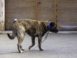 Arrestan a supuesta rescatista de animales por maltratar y tener perros muertos en el congelador