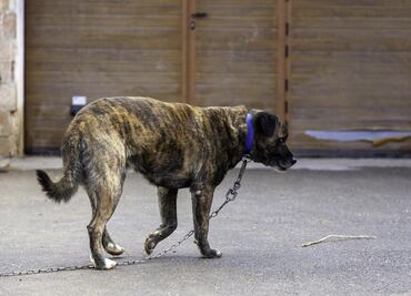Arrestan a supuesta rescatista de animales por maltratar y tener perros muertos en el congelador