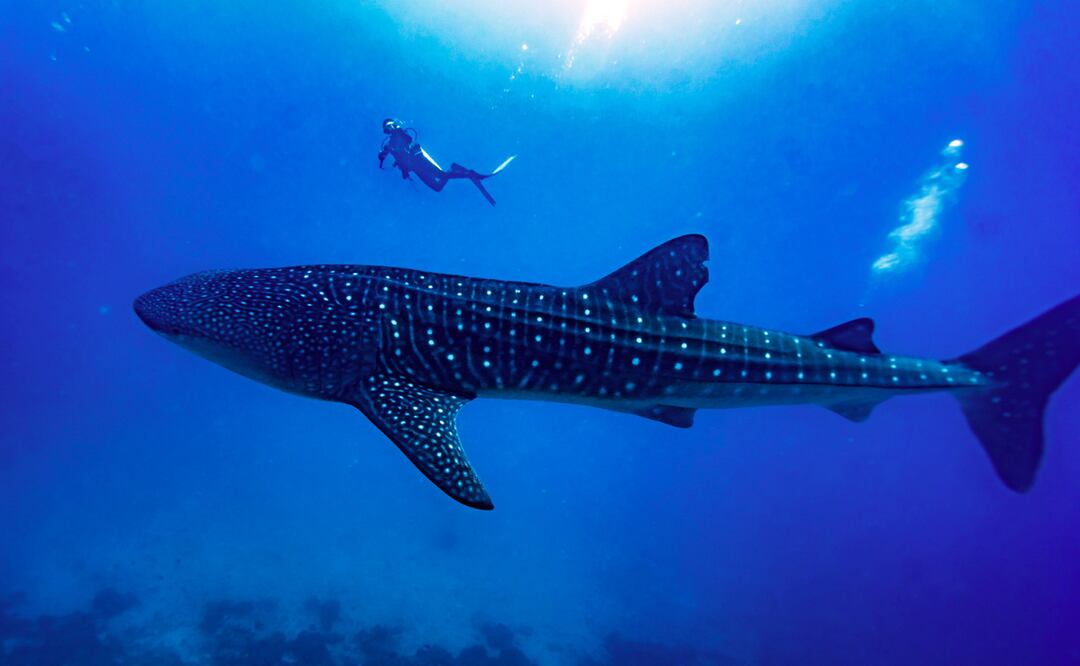 Acuario en China hace pasar tiburón robot por uno real; visitantes se molestan. Foto: iStock/:bah69