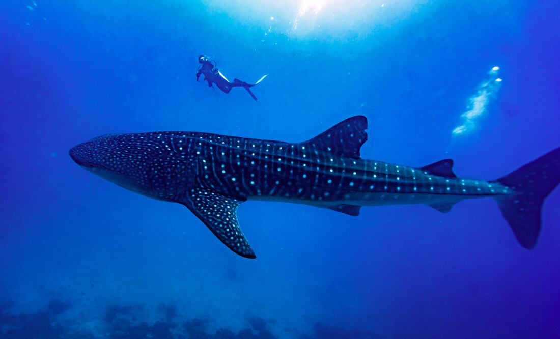 Acuario en China hace pasar tiburón robot por uno real; visitantes se molestan. Foto: iStock/:bah69