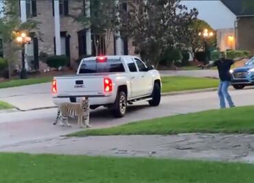 Video. Captan a enorme tigre deambulando por calles de Houston