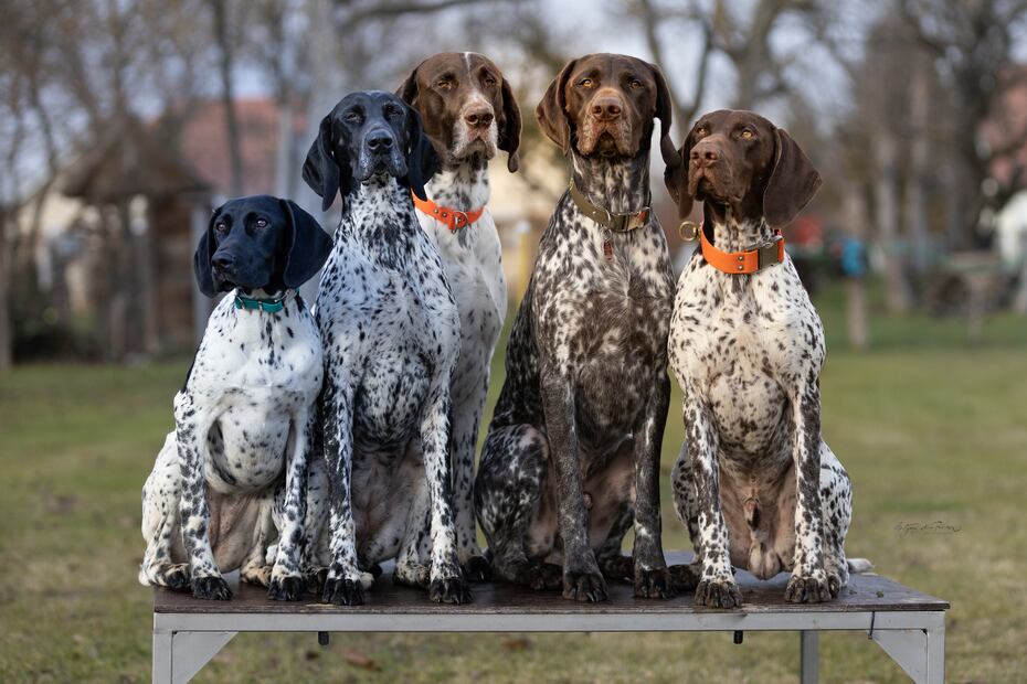 8 razas de perros más saludables y con menos probabilidades de enfermar. Foto: iSTOCK-Katja Steinfuehrer