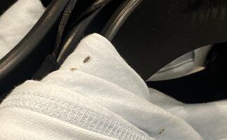 Trabajadora denuncia presencia de piojos en tienda de ropa en NY