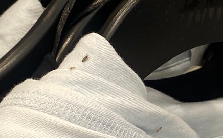 Trabajadora denuncia presencia de piojos en tienda de ropa en NY