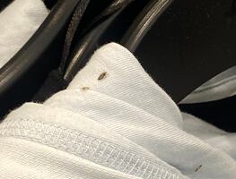 Trabajadora denuncia presencia de piojos en tienda de ropa en NY