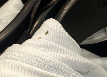 Trabajadora denuncia presencia de piojos en tienda de ropa en NY