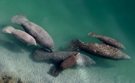 Cientos de manatíes han muerto de hambre en Florida