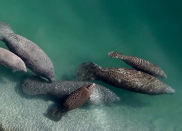 Cientos de manatíes han muerto de hambre en Florida