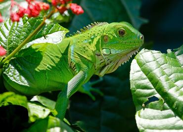 Alertan por iguanas que caerán de los árboles por frío en Miami
