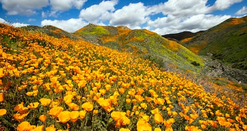Galería: Flores silvestres cubren desiertos y colinas de California