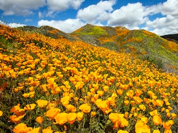 Galería: Flores silvestres cubren desiertos y colinas de California