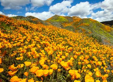Galería: Flores silvestres cubren desiertos y colinas de California