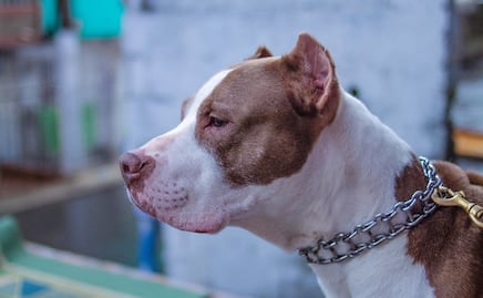 Hombre de Texas muere después de que pitbulls mutilaron sus piernas