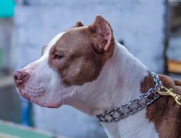 Hombre de Texas muere después de que pitbulls mutilaron sus piernas