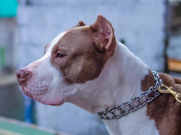 Hombre de Texas muere después de que pitbulls mutilaron sus piernas