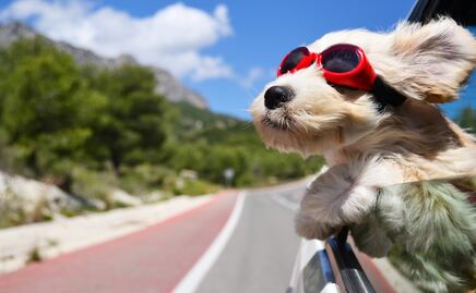 Beneficios de tener un perro, según la Universidad de Harvard