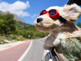 Beneficios de tener un perro, según la Universidad de Harvard