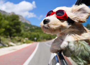 Beneficios de tener un perro, según la Universidad de Harvard