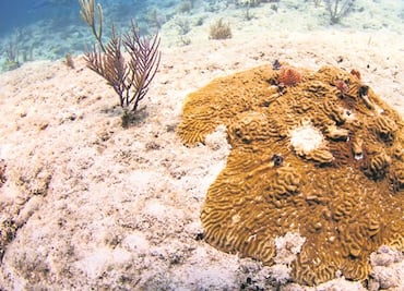 Congresistas buscan actualizar la ley de protección de arrecifes