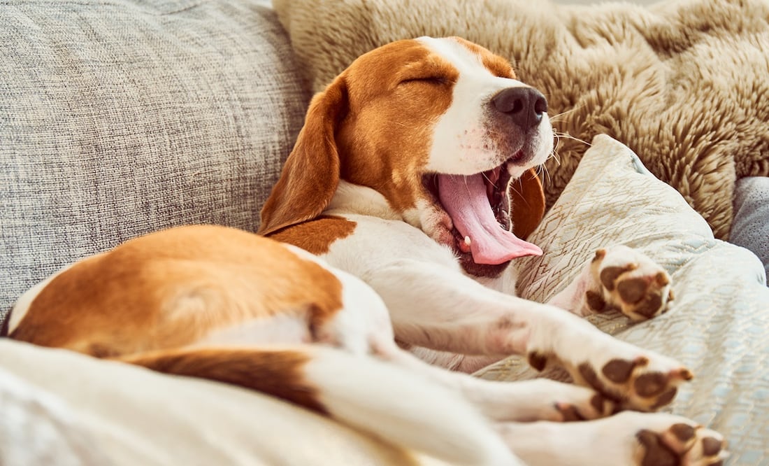 iSTOCK/Przemysław Iciak