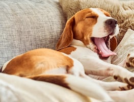 ¿Cuánto deben dormir los perros por día? Esto dicen los expertos