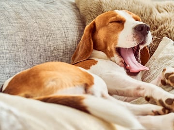 ¿Cuánto deben dormir los perros por día? Esto dicen los expertos